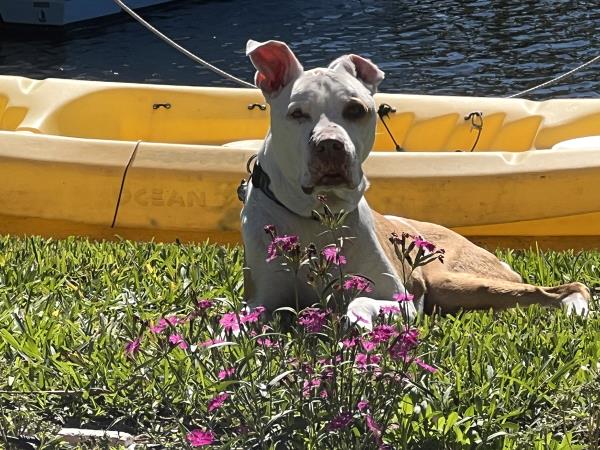 /Images/uploads/The Murphee and Sugar Angel Foundation/murpheeandsugar-pet-photo-contest-fundraiser/entries/27810thumb.jpg